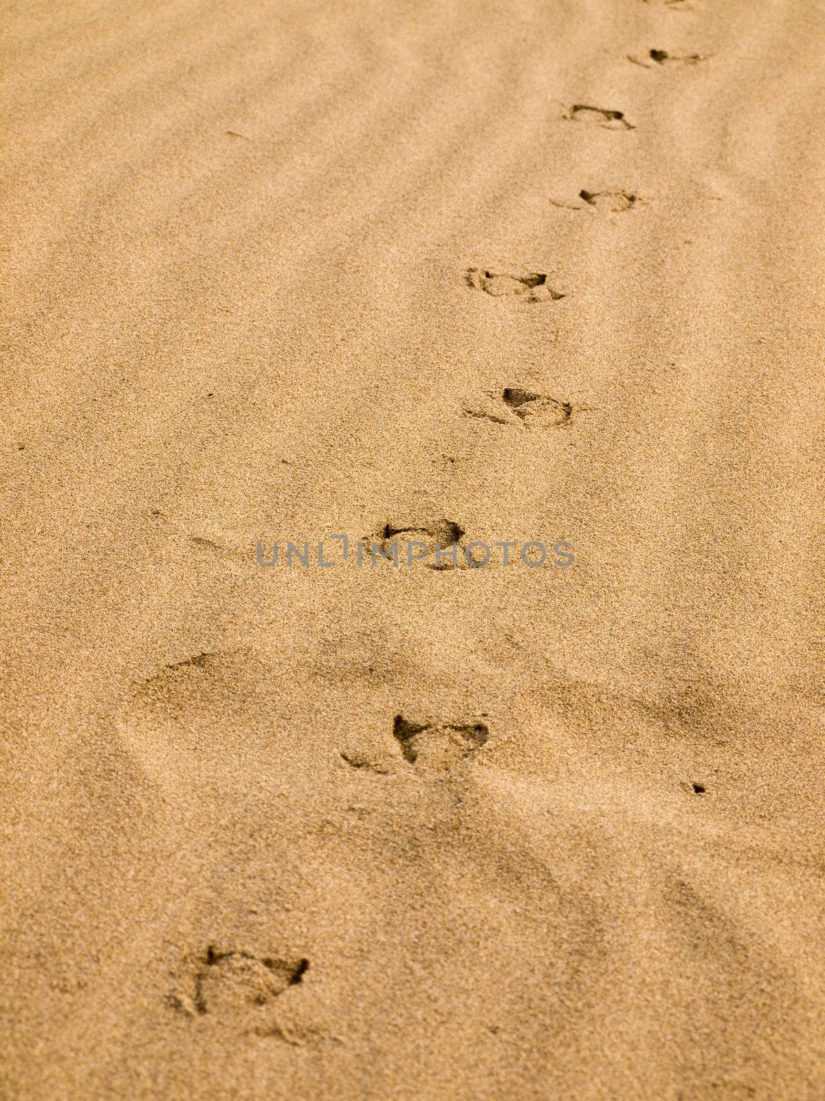 Seagull Footprints in the Sand on a Sunny Day by Frankljunior