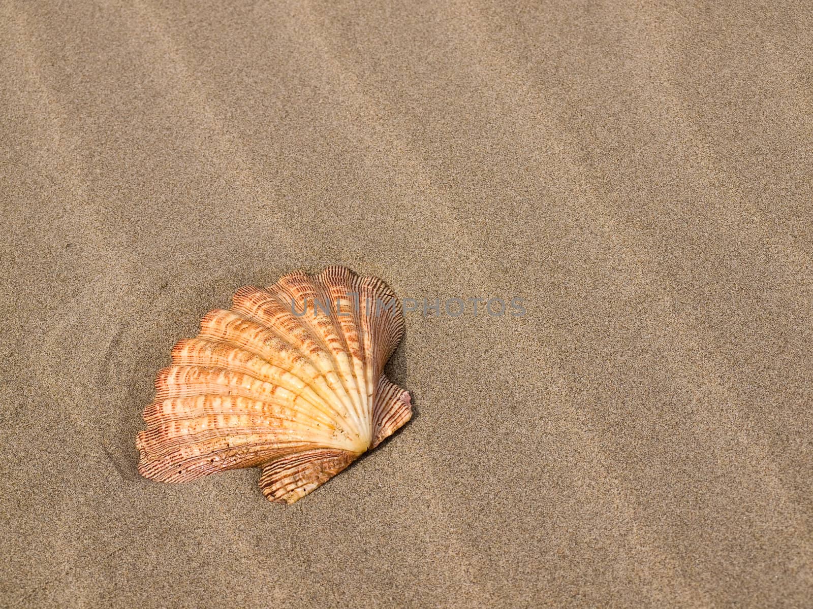 Scallop Shell on a Wind Swept Sandy Beach