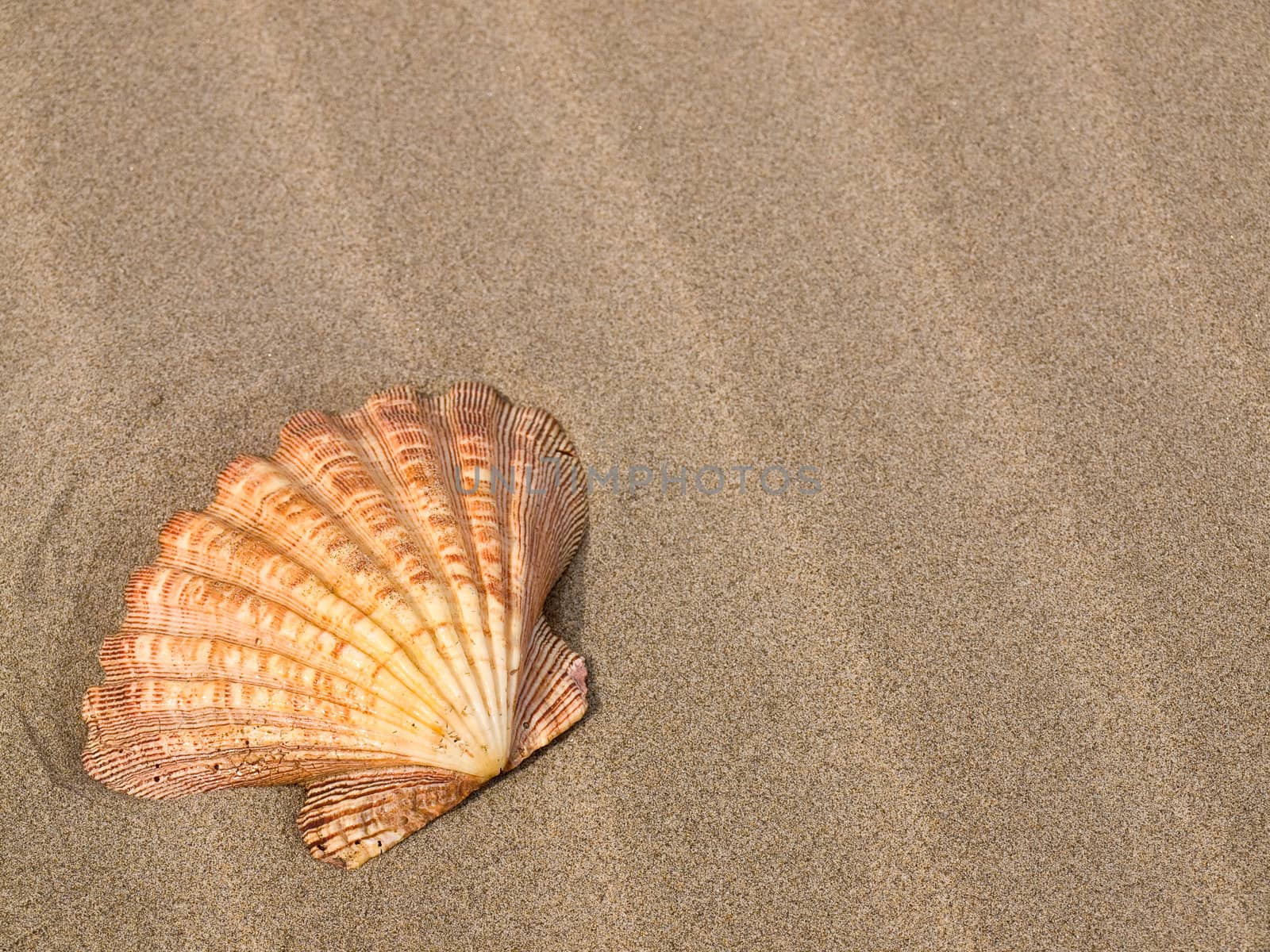 Scallop Shell on a Wind Swept Sandy Beach by Frankljunior