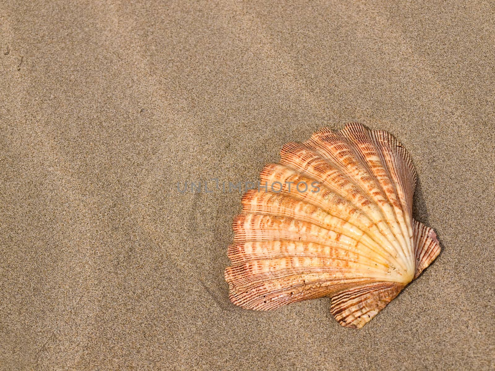 Scallop Shell on a Wind Swept Sandy Beach