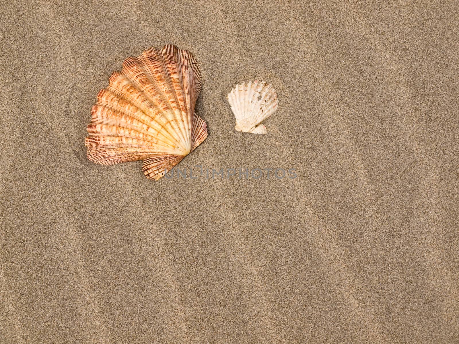 Scallop Shell on a Wind Swept Sandy Beach by Frankljunior