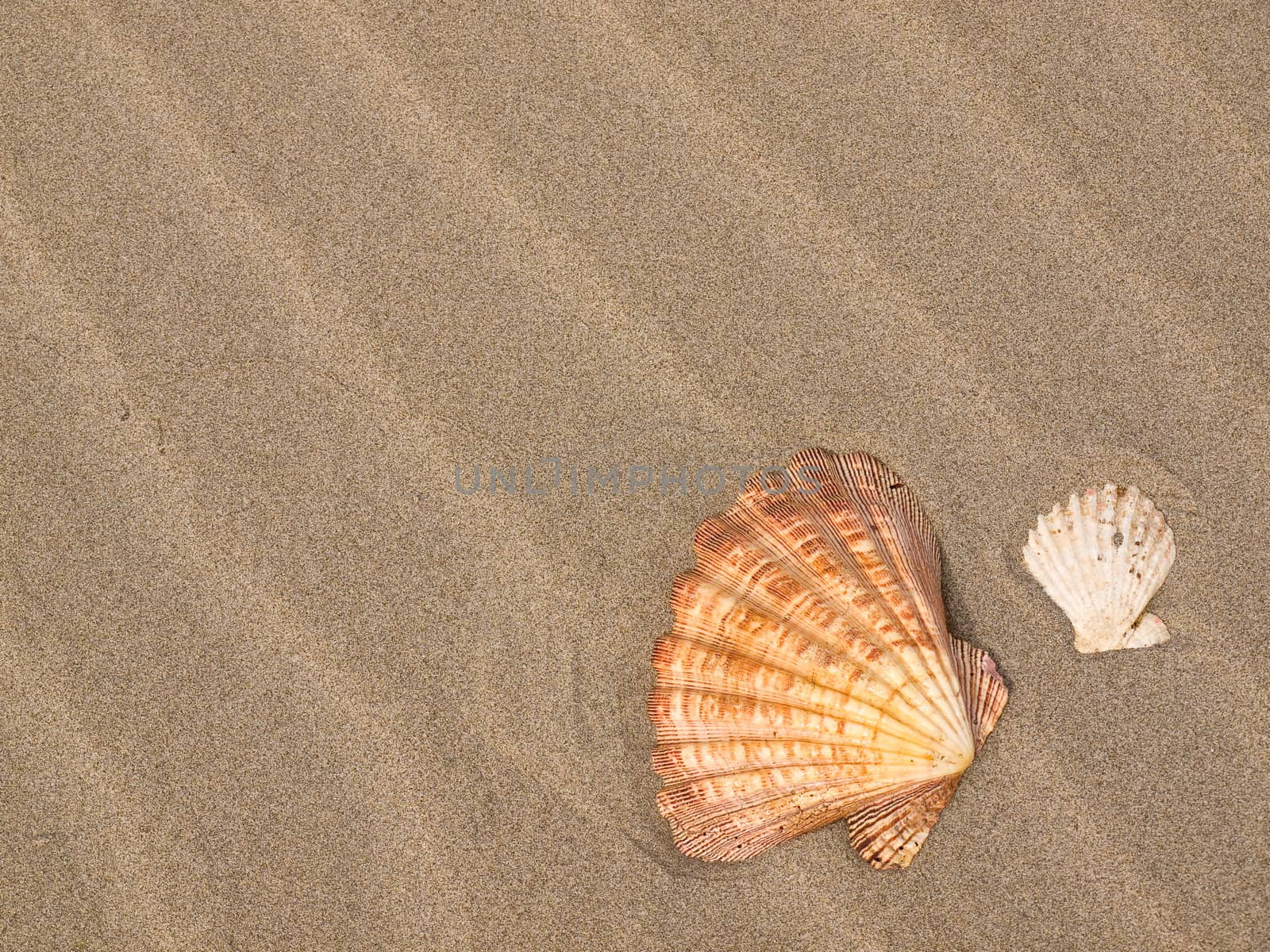 Scallop Shell on a Wind Swept Sandy Beach