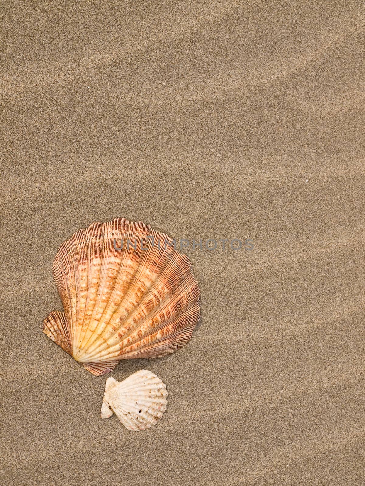 Scallop Shell on a Wind Swept Sandy Beach by Frankljunior