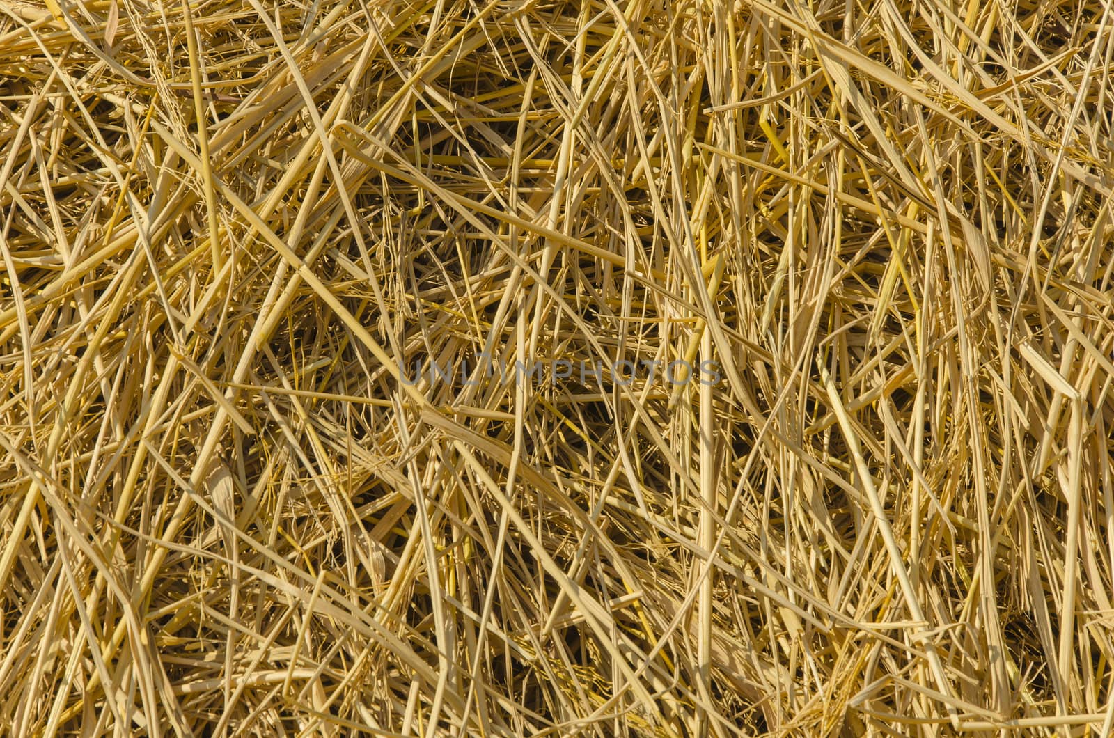 Straw texture background  in Thailand