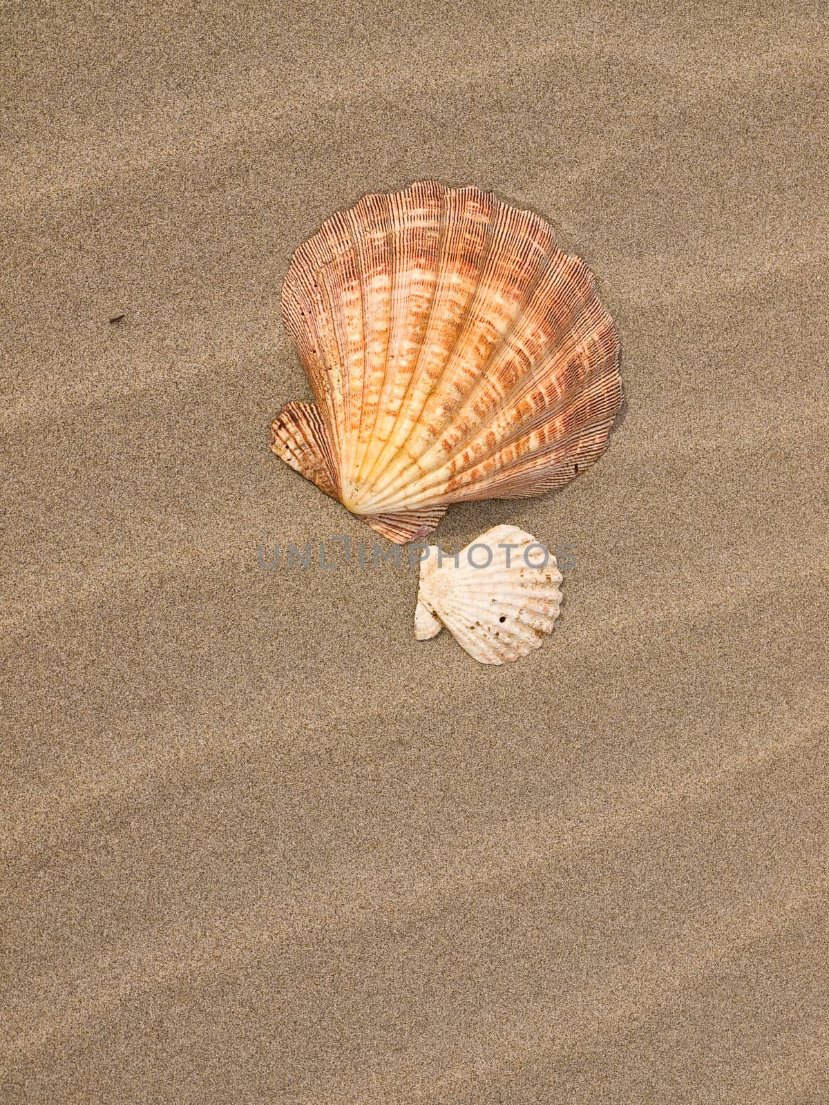 Scallop Shells on a Wind Swept Sandy Beach
