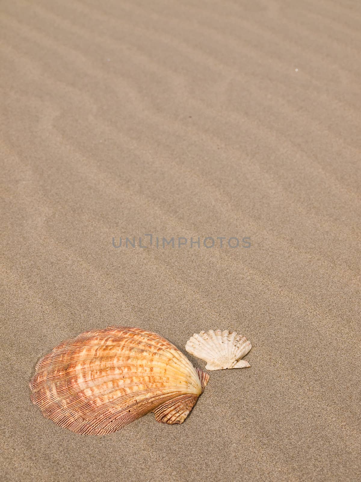 Scallop Shell on a Wind Swept Sandy Beach by Frankljunior