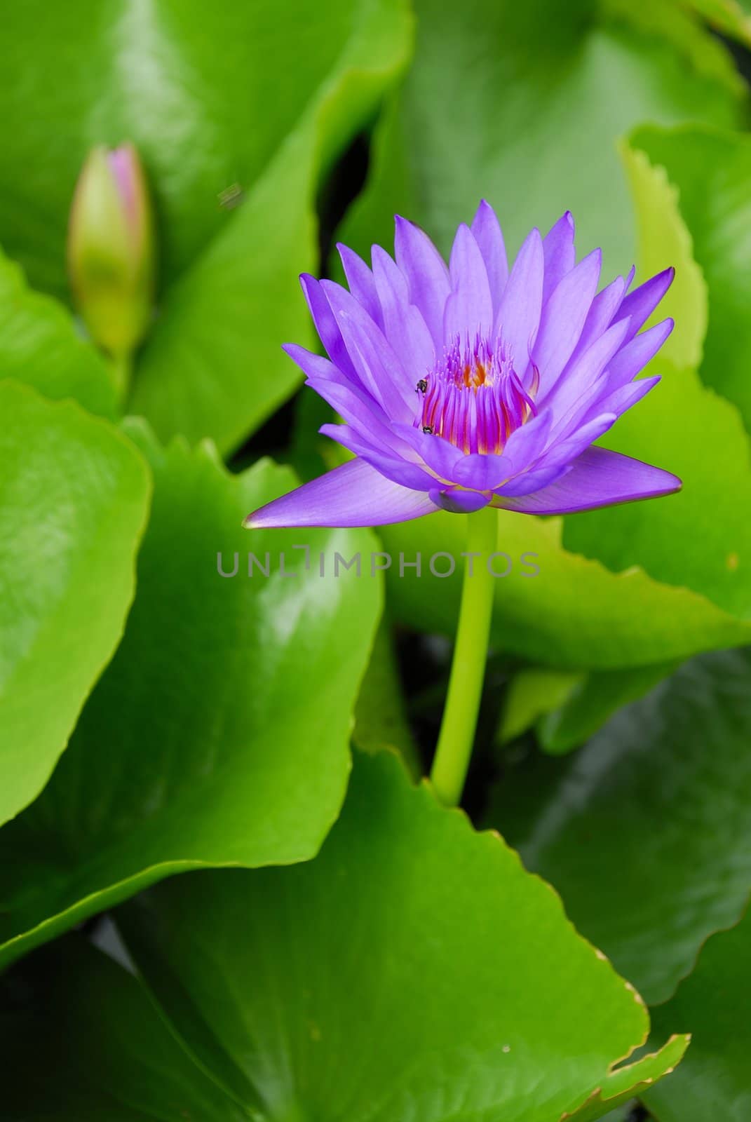 Purple water lily flowers blooming on pond