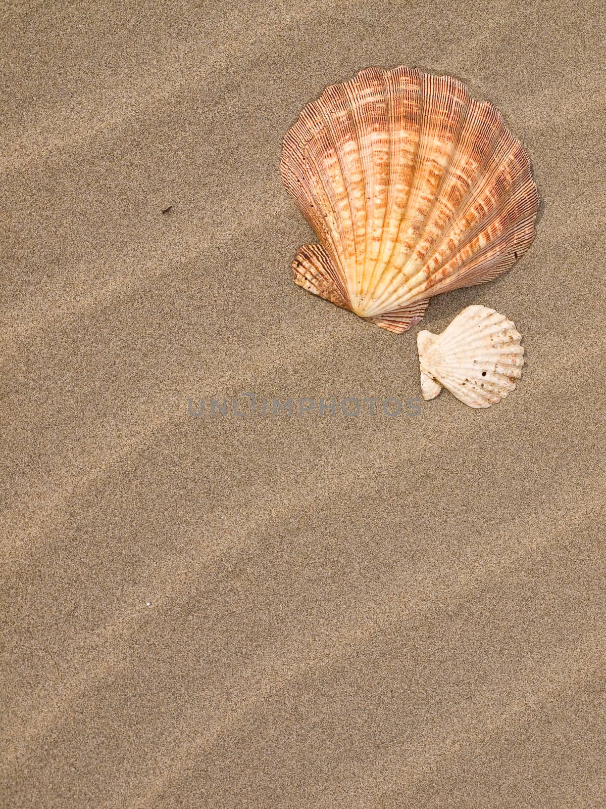 Scallop Shell on a Wind Swept Sandy Beach