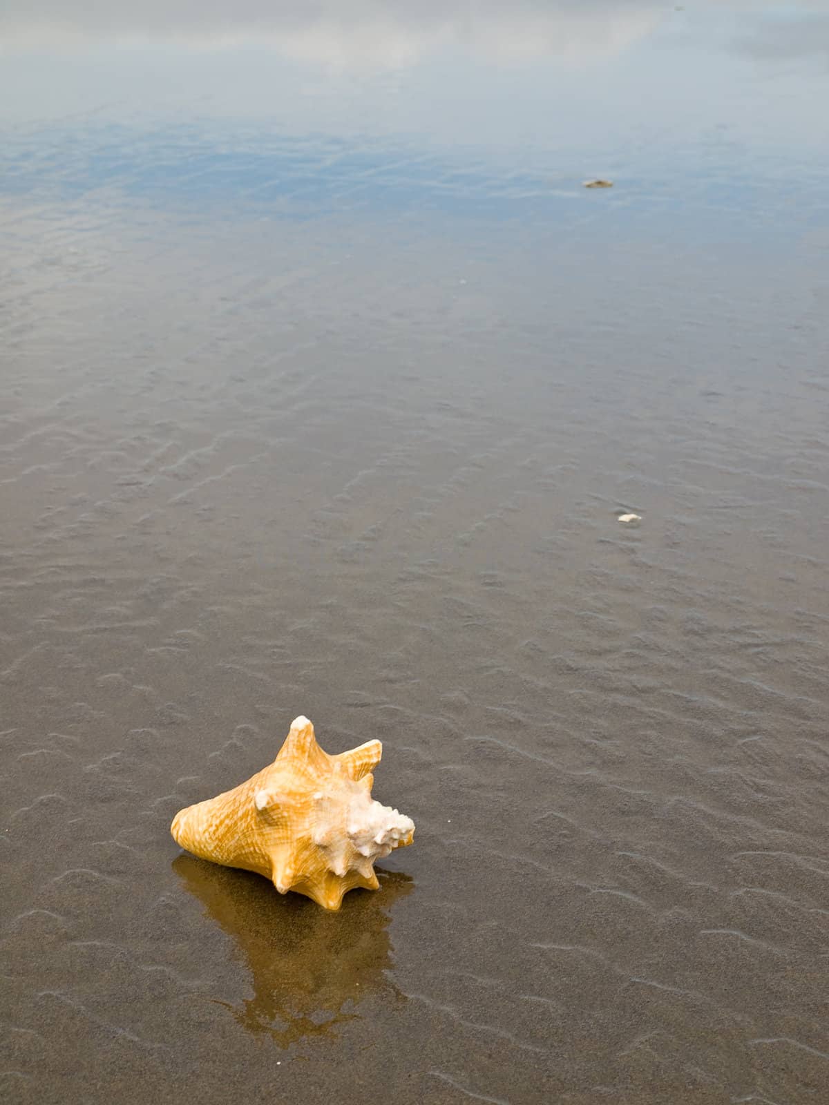 Conch Shell on a Wet Sandy Beach