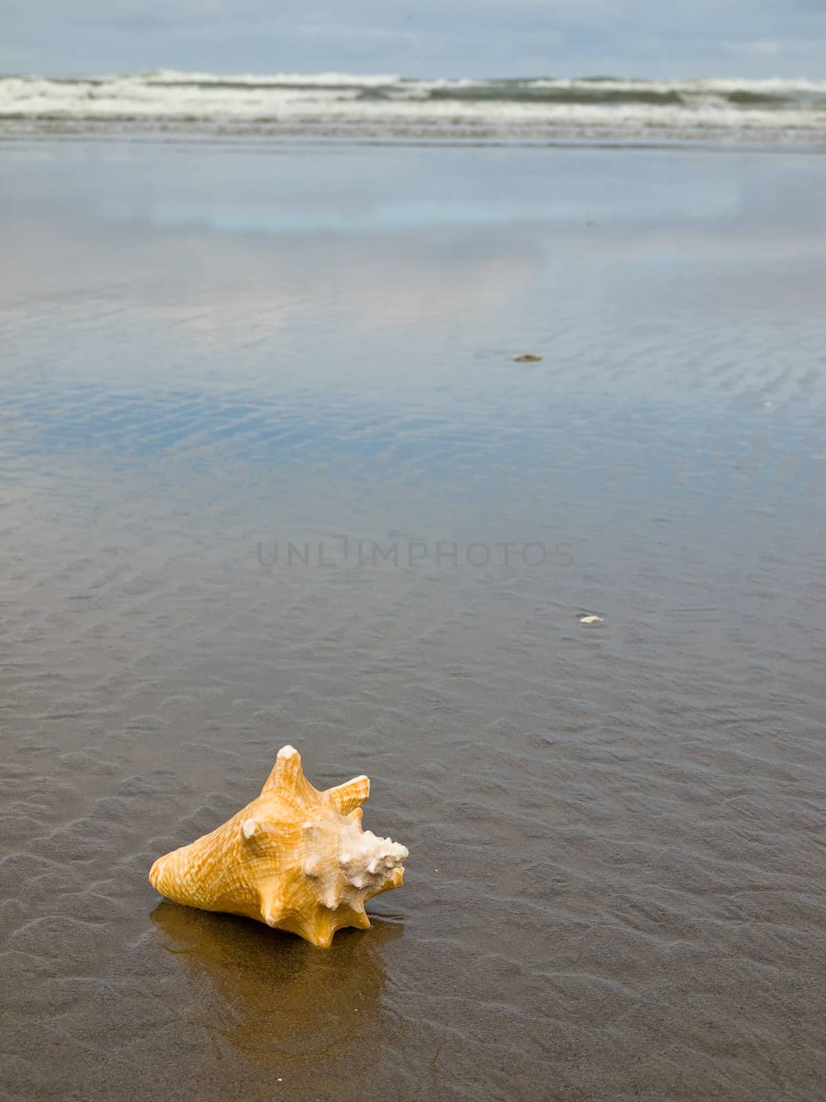 Conch Shell on a Wet Sandy Beach by Frankljunior