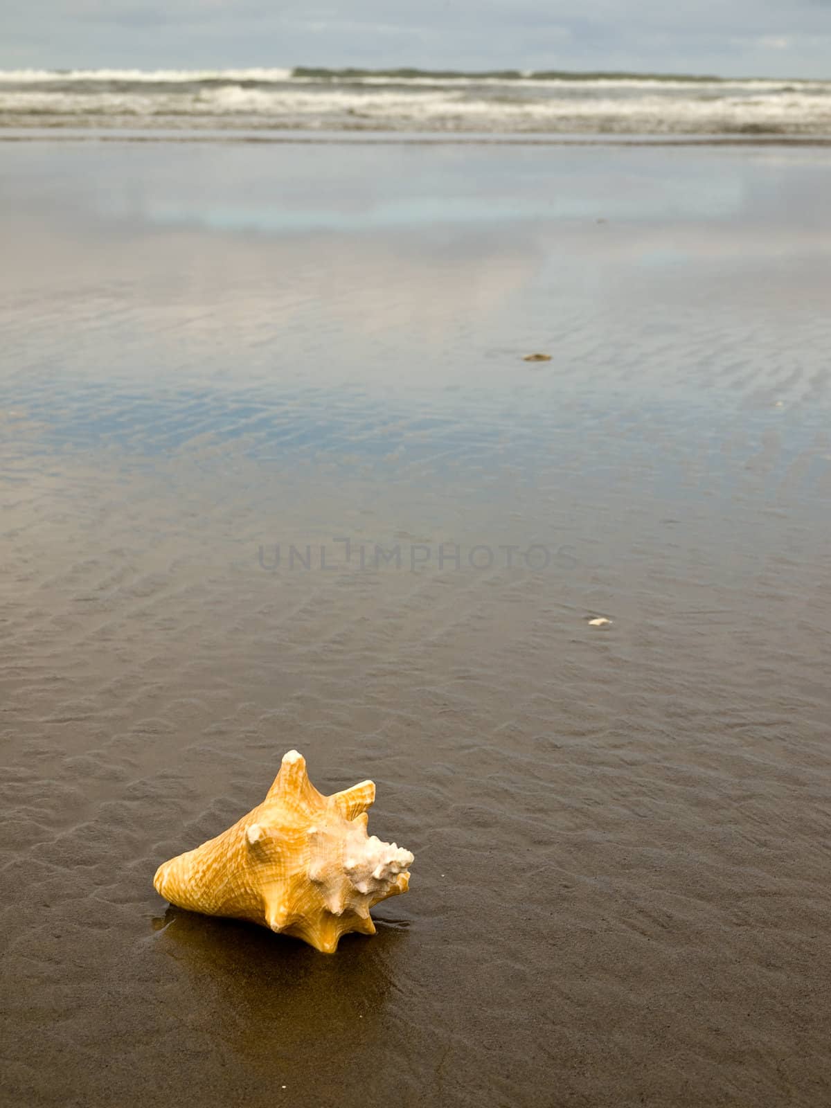 Conch Shell on a Wet Sandy Beach by Frankljunior