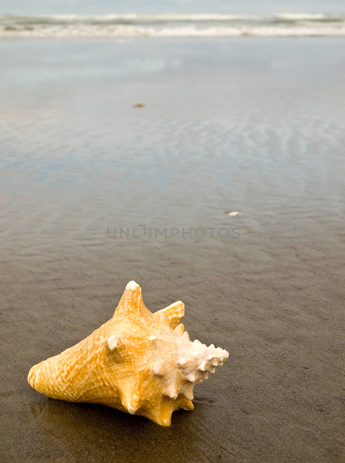 Conch Shell on a Wet Sandy Beach