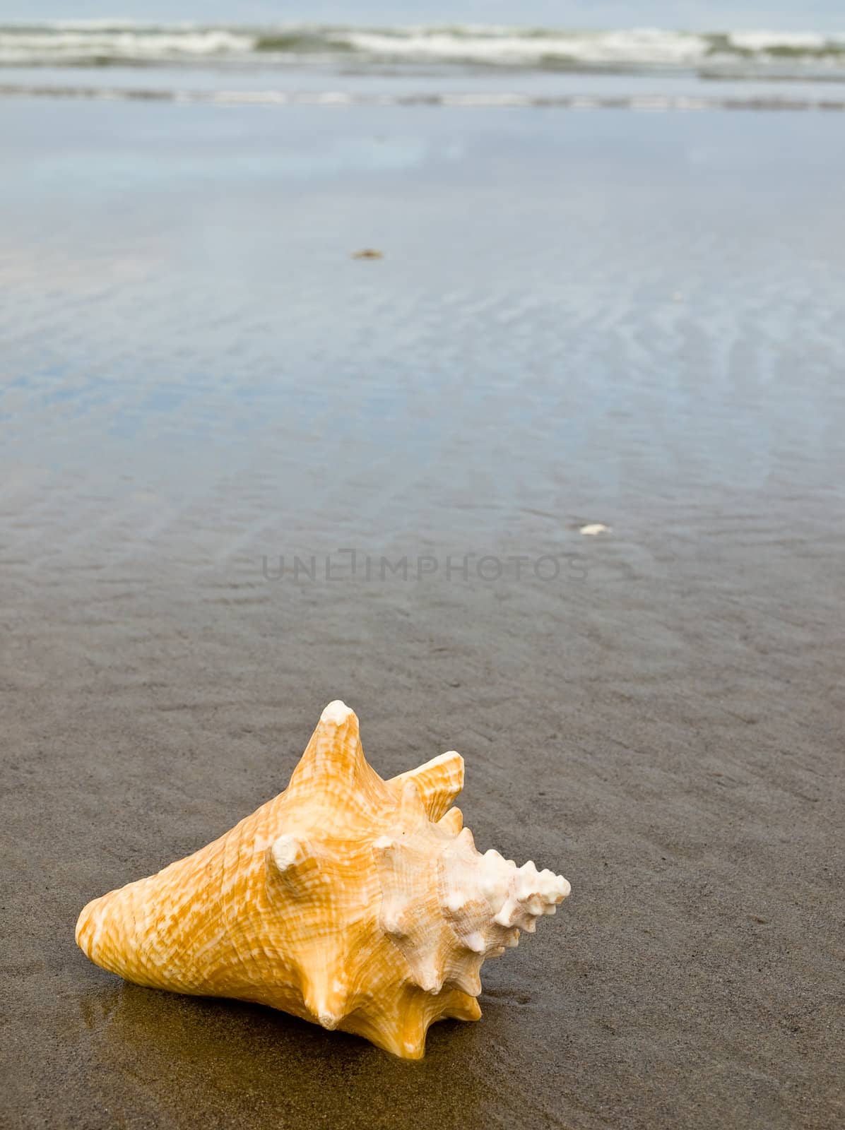 Conch Shell on a Wet Sandy Beach