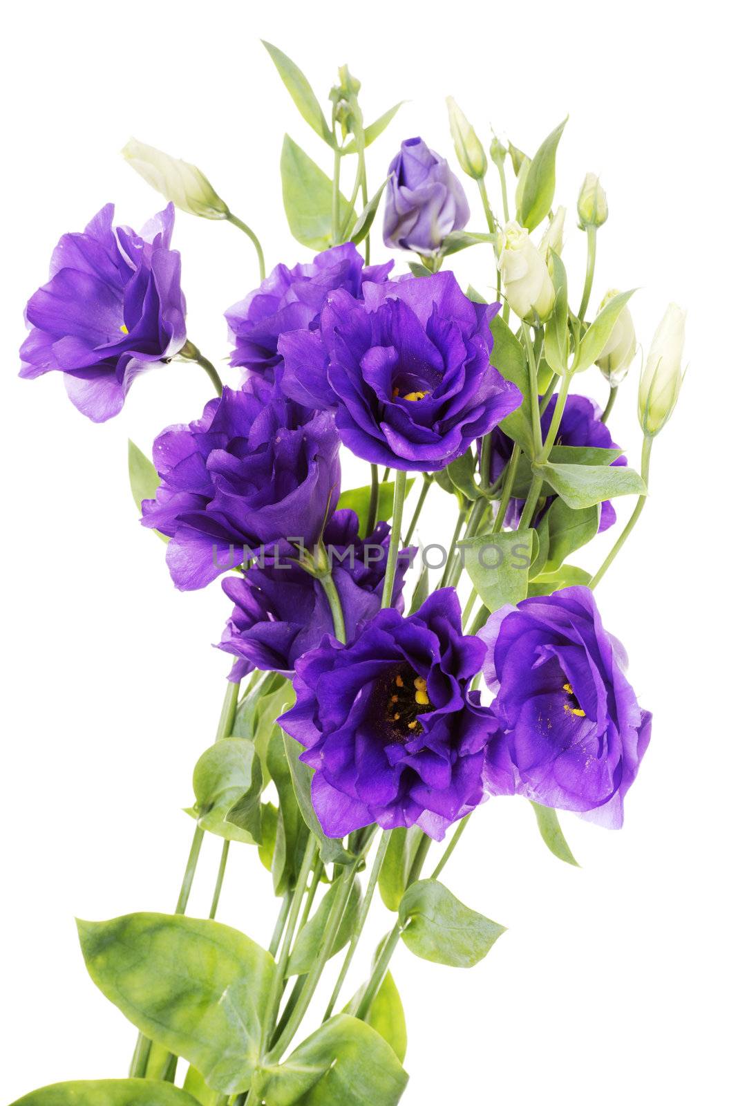 Advantage purple flower eustoma by BDS