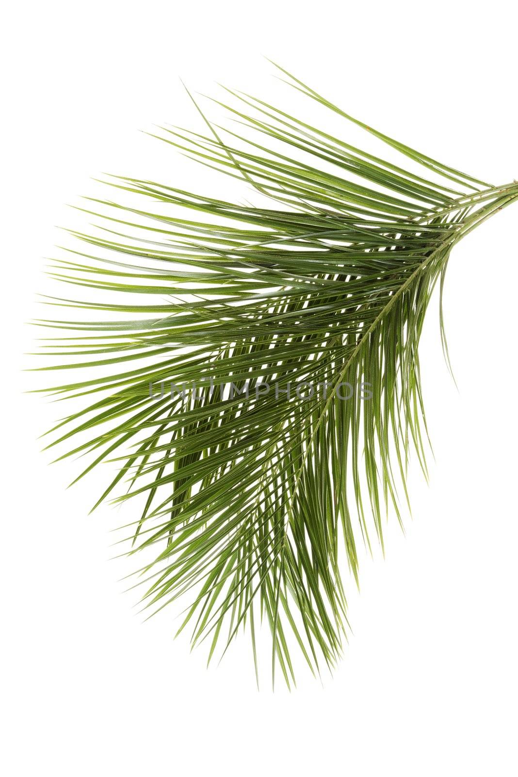 Leaves of palm tree. Isolated on white.