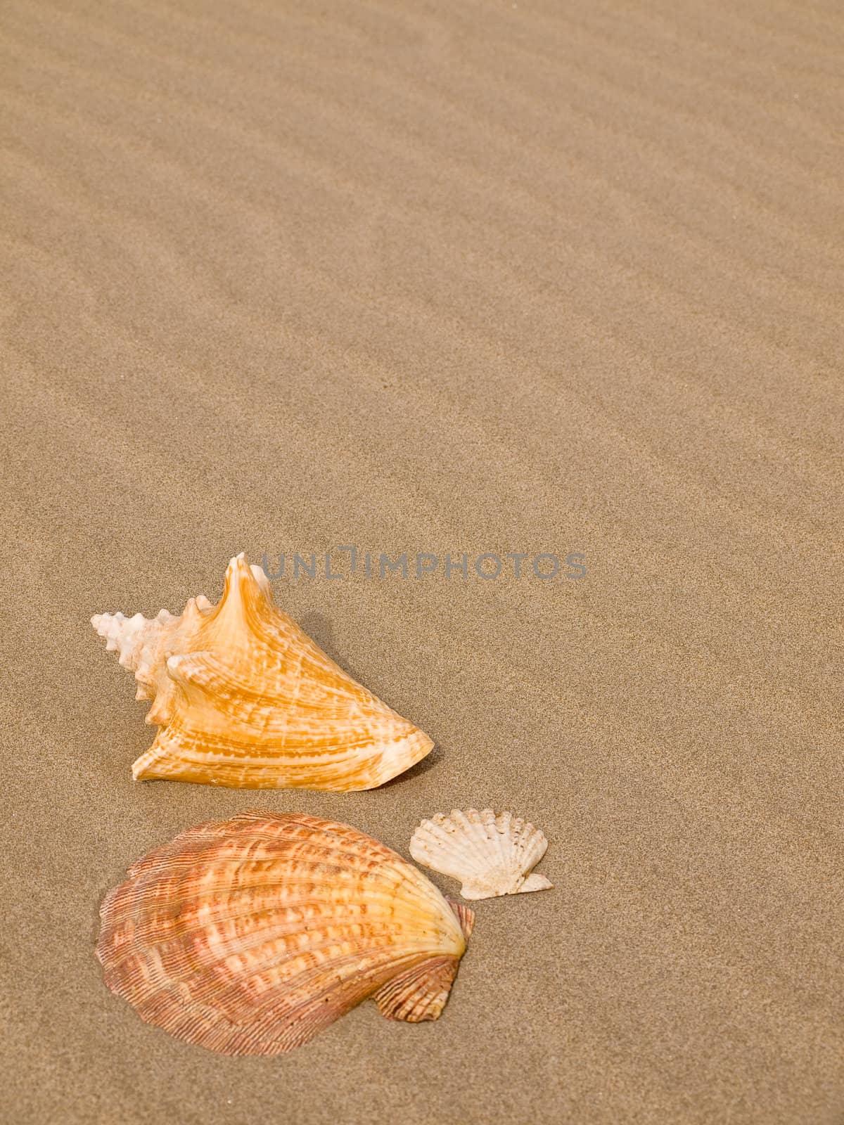 Scallop and Conch Shells on a Wind Swept Sandy Beach