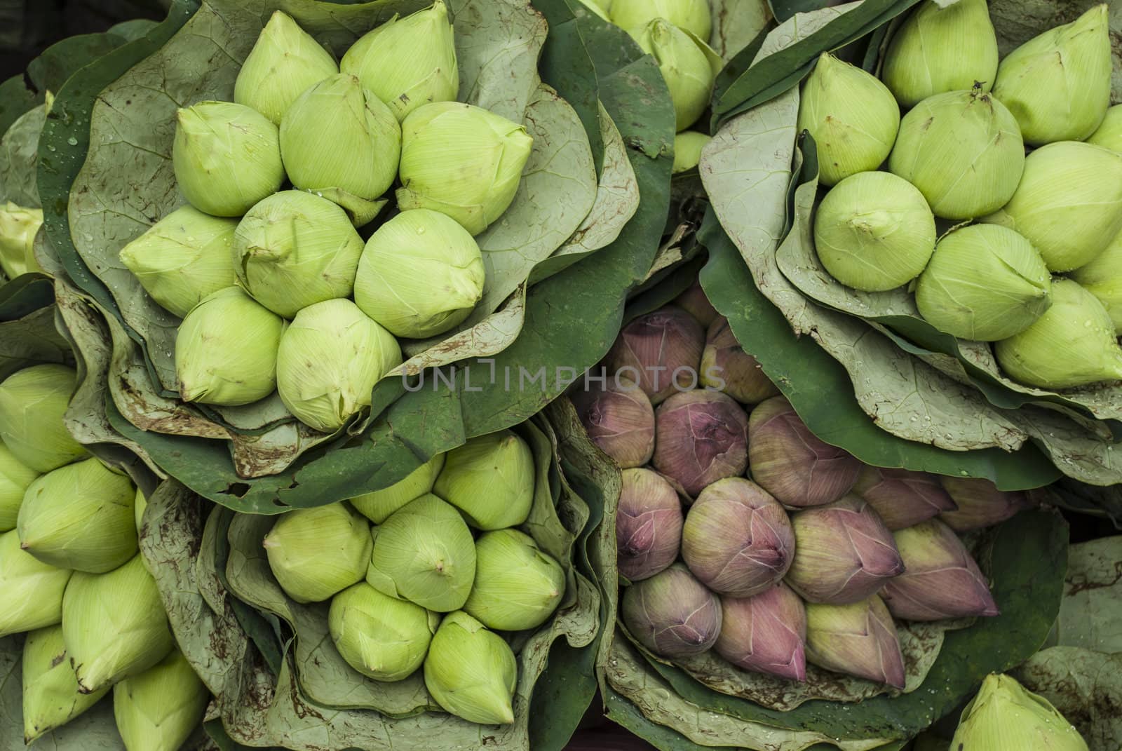 Green and Pink Lotus Buds background in Flower Market