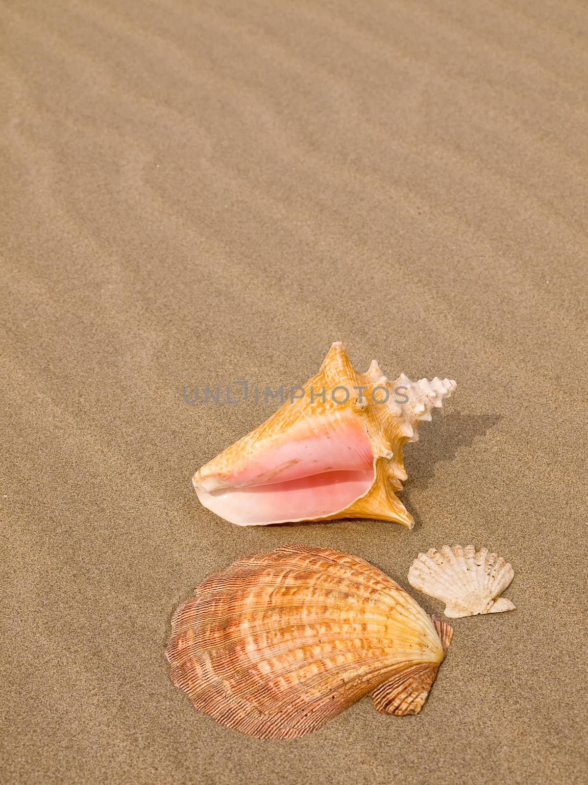 Scallop and Conch Shells on a Wind Swept Sandy Beach 