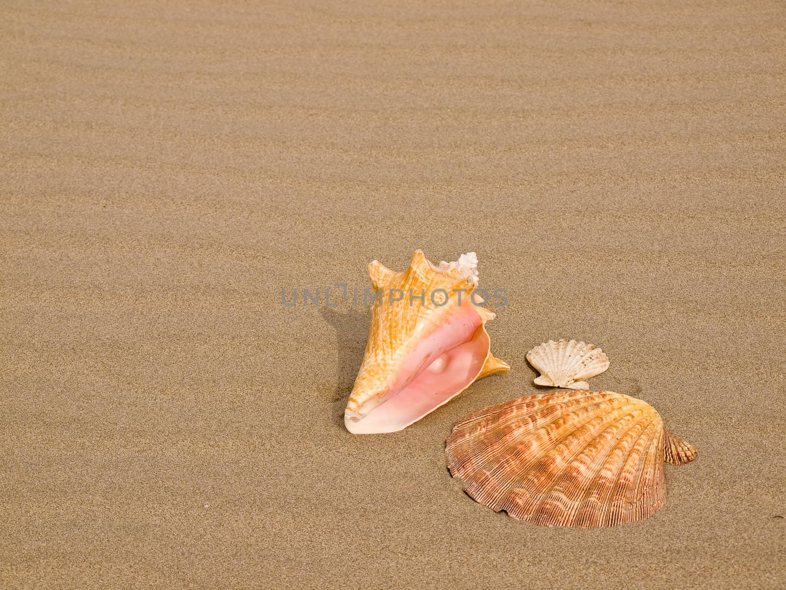 Scallop and Conch Shells on a Wind Swept Sandy Beach by Frankljunior