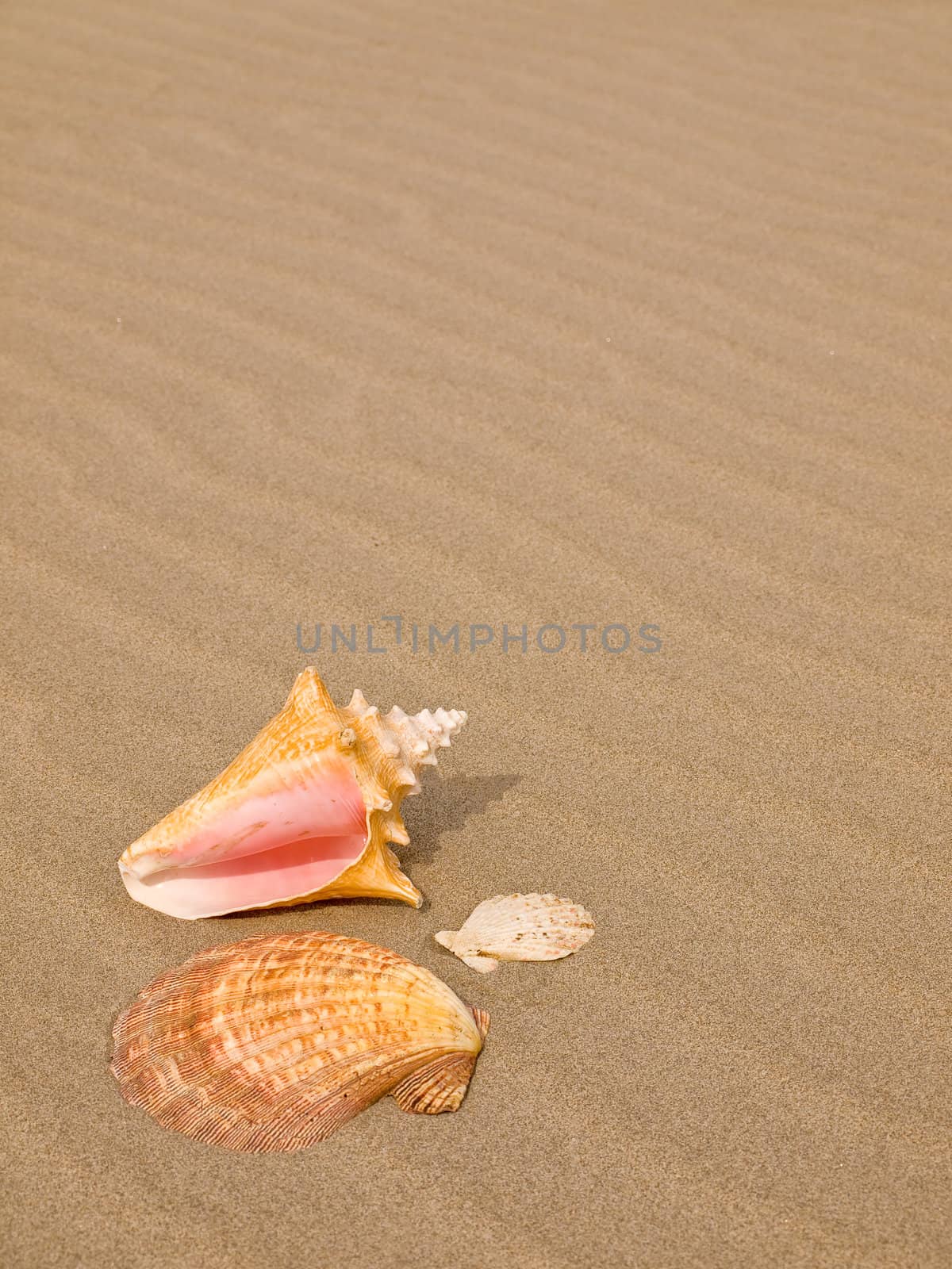 Scallop and Conch Shells on a Wind Swept Sandy Beach by Frankljunior