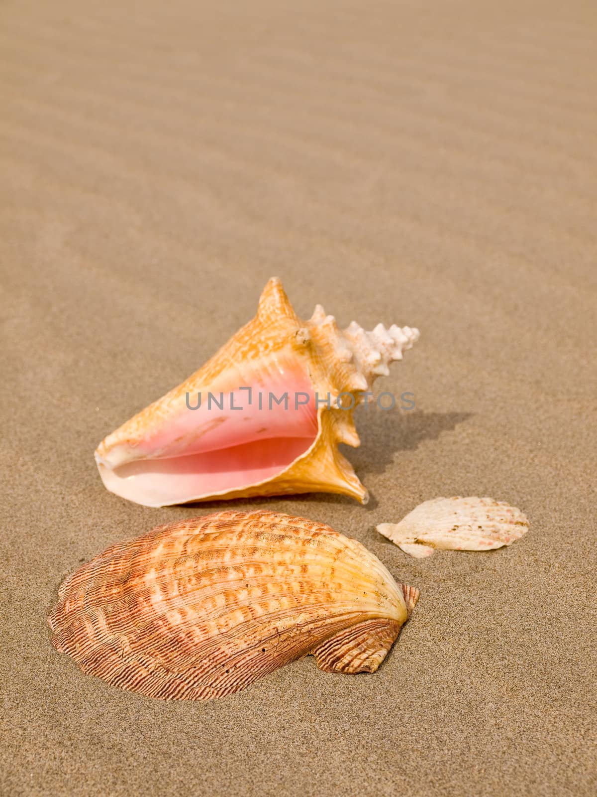 Scallop and Conch Shells on a Wind Swept Sandy Beach 