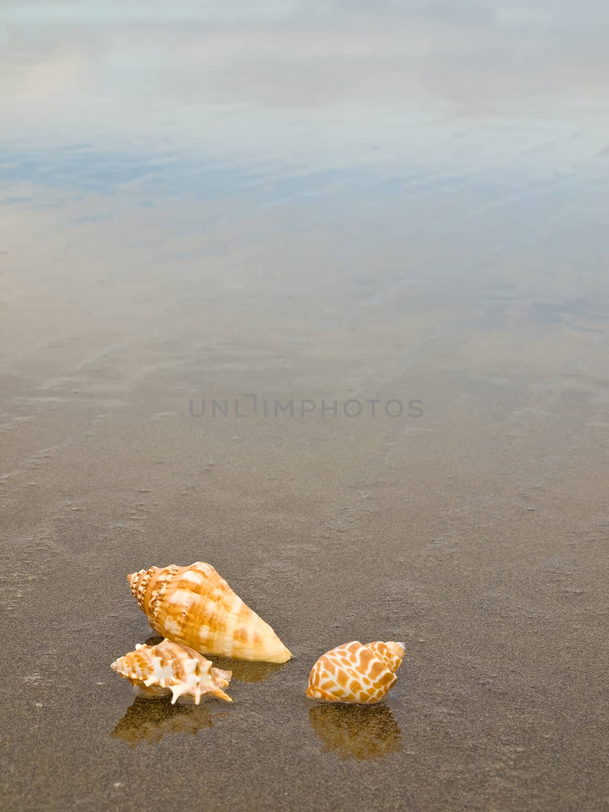 Scallop and Conch Shells on a Wet Sandy Beach