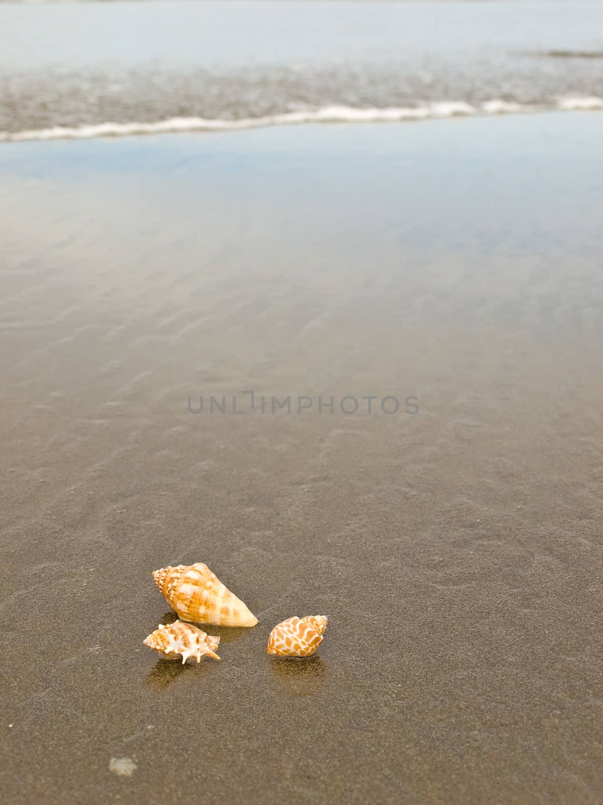 Scallop and Conch Shells on a Wet Sandy Beach