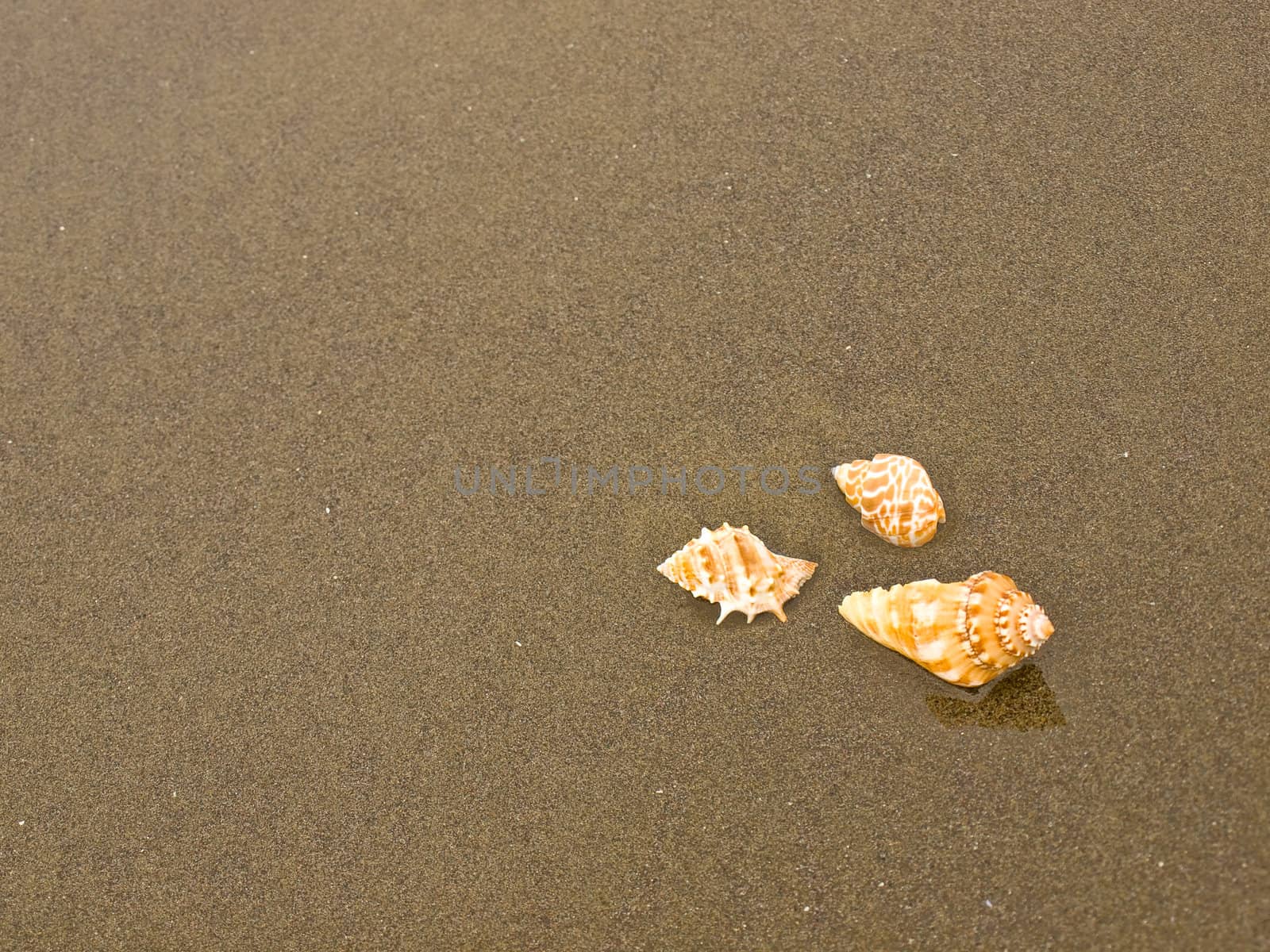 Scallop and Conch Shells on a Wet Sandy Beach