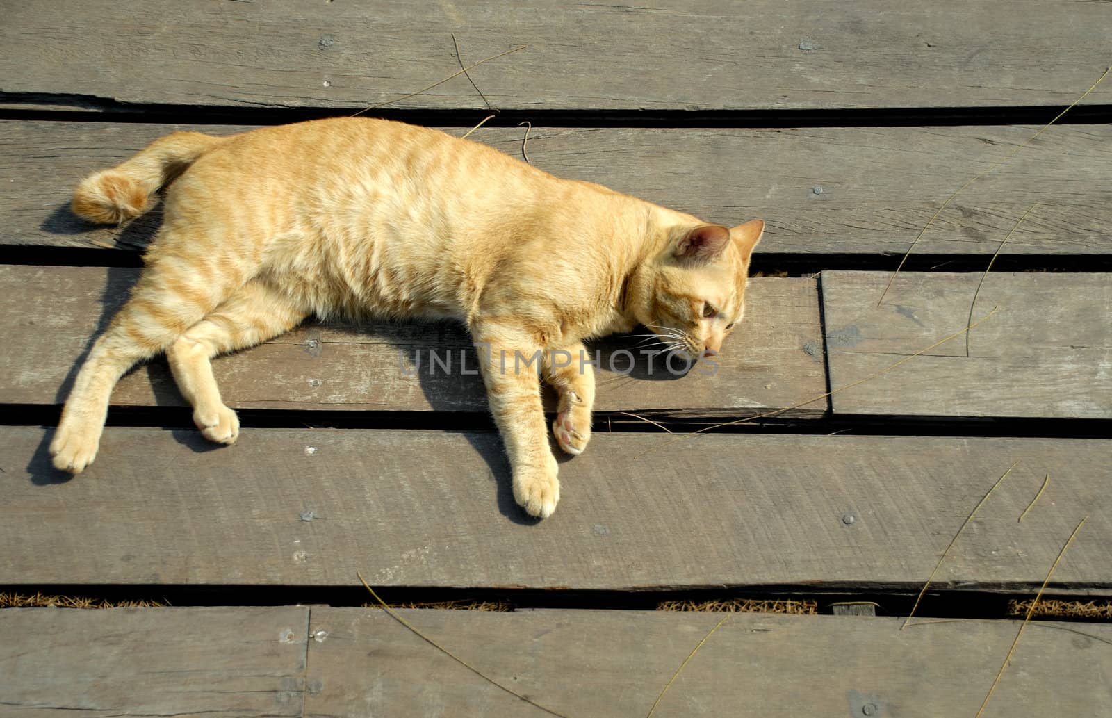 Ginger cat lying on wooden floor