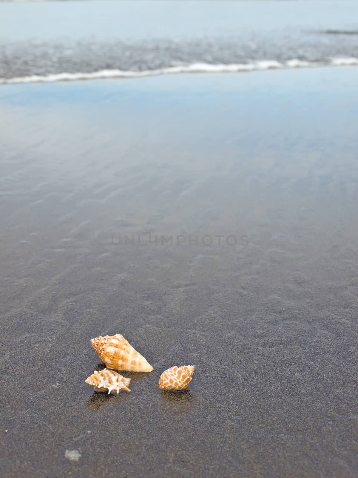 Scallop and Conch Shells on a Wet Sandy Beach by Frankljunior