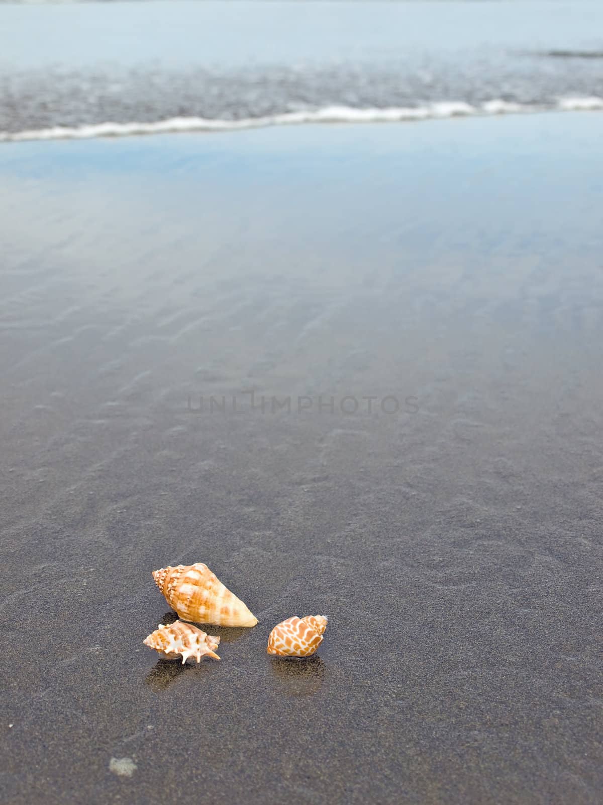 Scallop and Conch Shells on a Cool Wet Sandy Beach