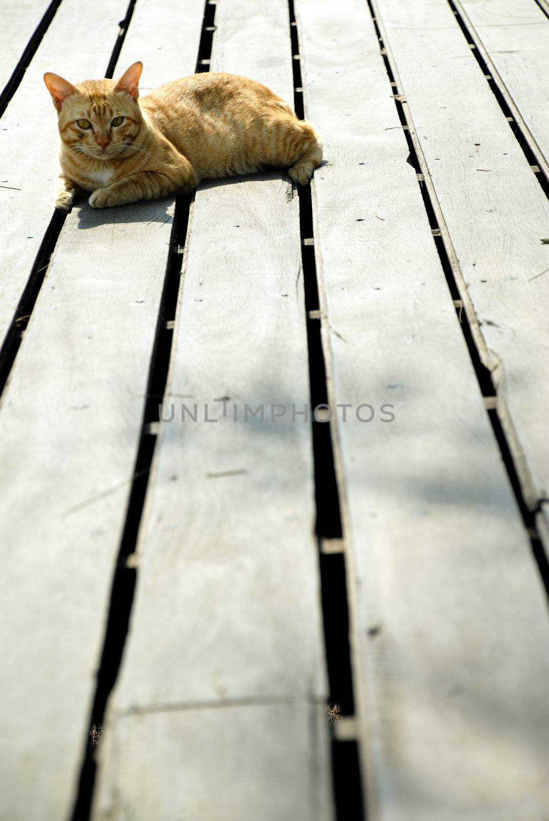 Ginger cat lying on wooden floor