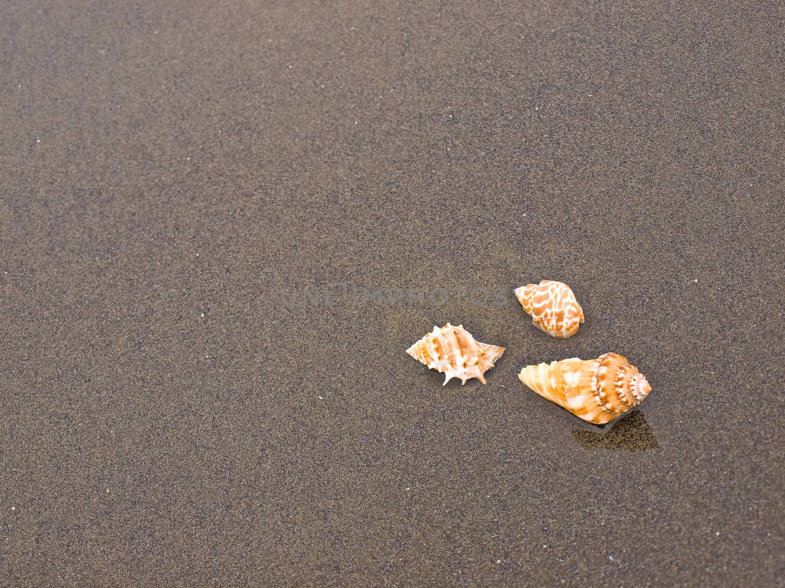 Scallop and Conch Shells on a Wet Sandy Beach by Frankljunior