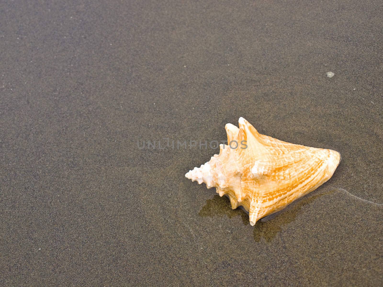 Scallop and Conch Shells on a Wet Sandy Beach by Frankljunior