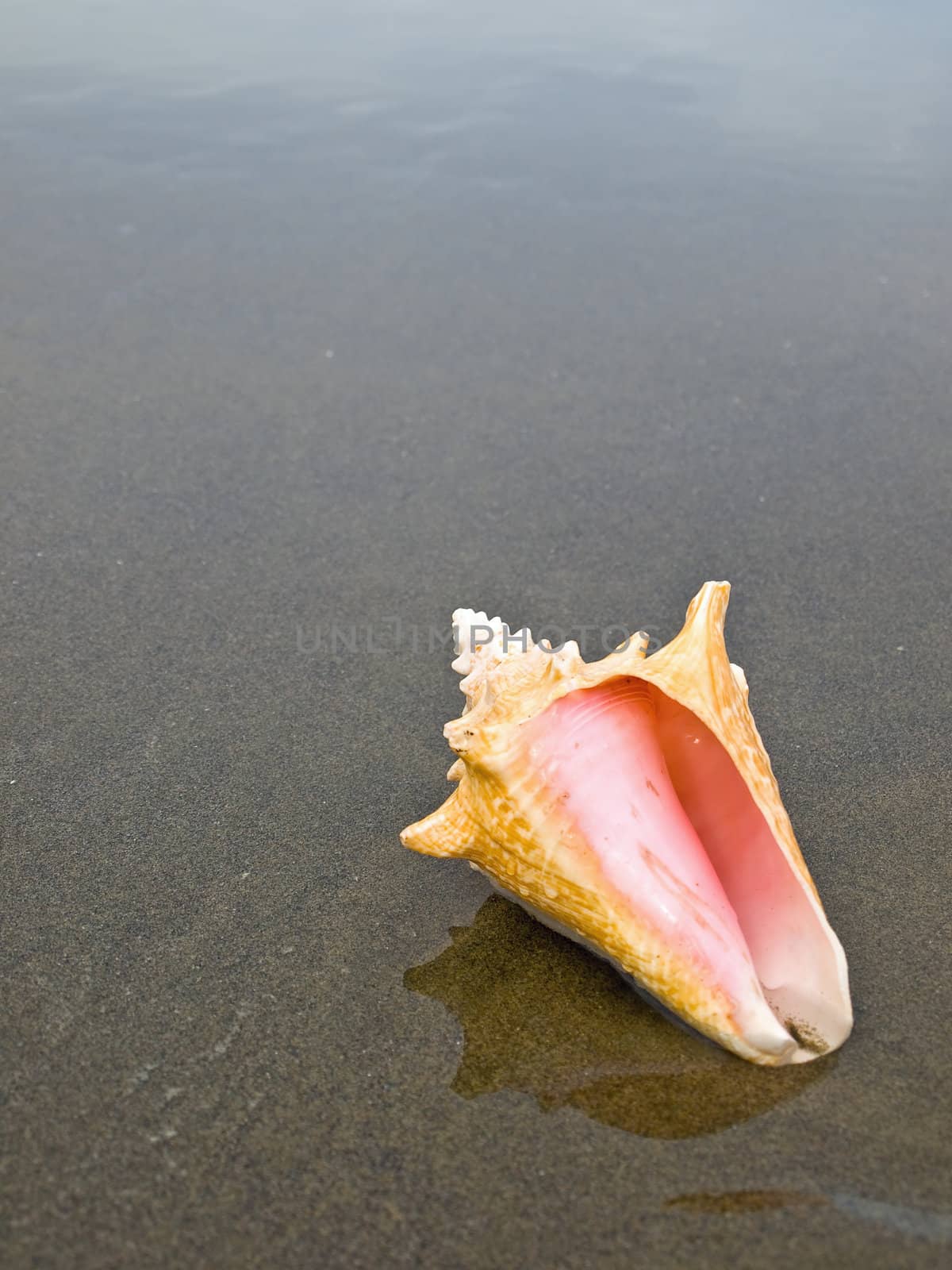Scallop and Conch Shells on a Cool Wet Sandy Beach