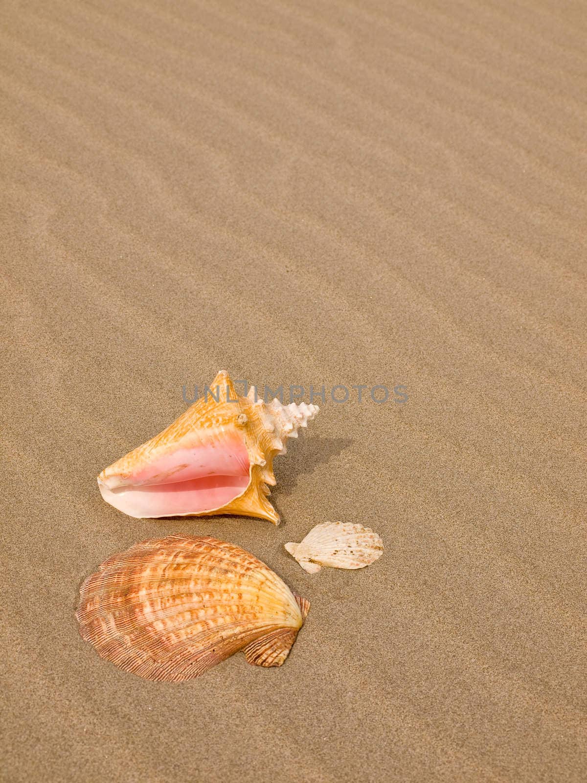 Scallop and Conch Shells on a Wind Swept Sandy Beach







Scallop and Conch Shells on a Wet Sandy Beach