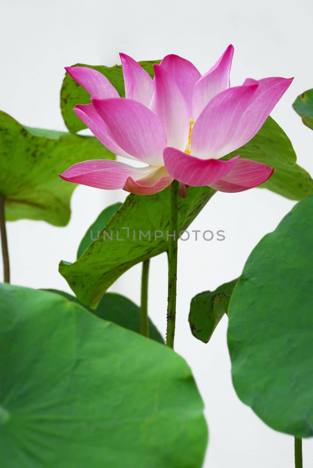 Pink water lily flowers blooming on white background