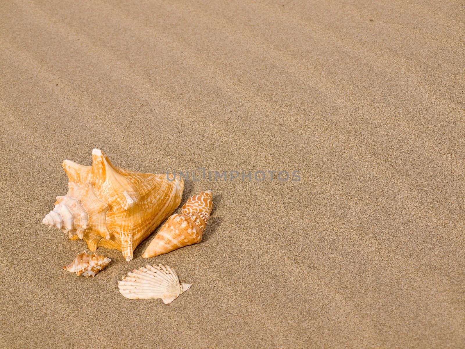 Scallop and Conch Shells on a Wind Swept Sandy Beach