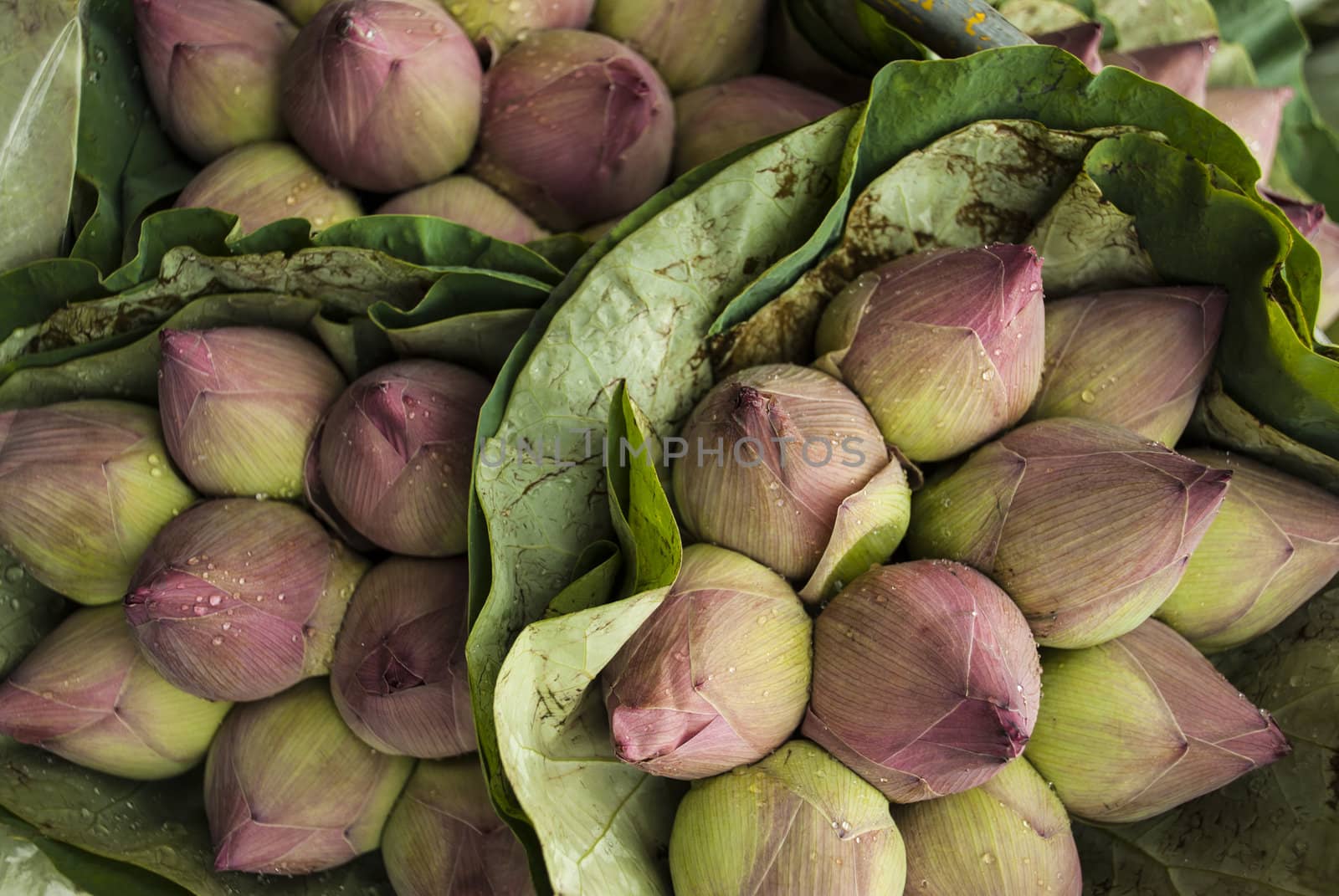 Pink Lotus Buds background in Flower Market