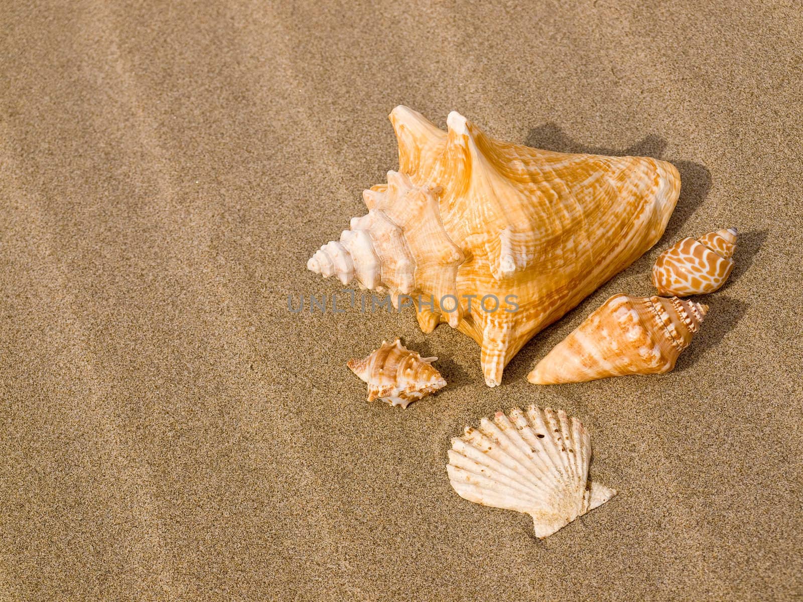 Scallop and Conch Shells on a Wind Swept Sandy Beach