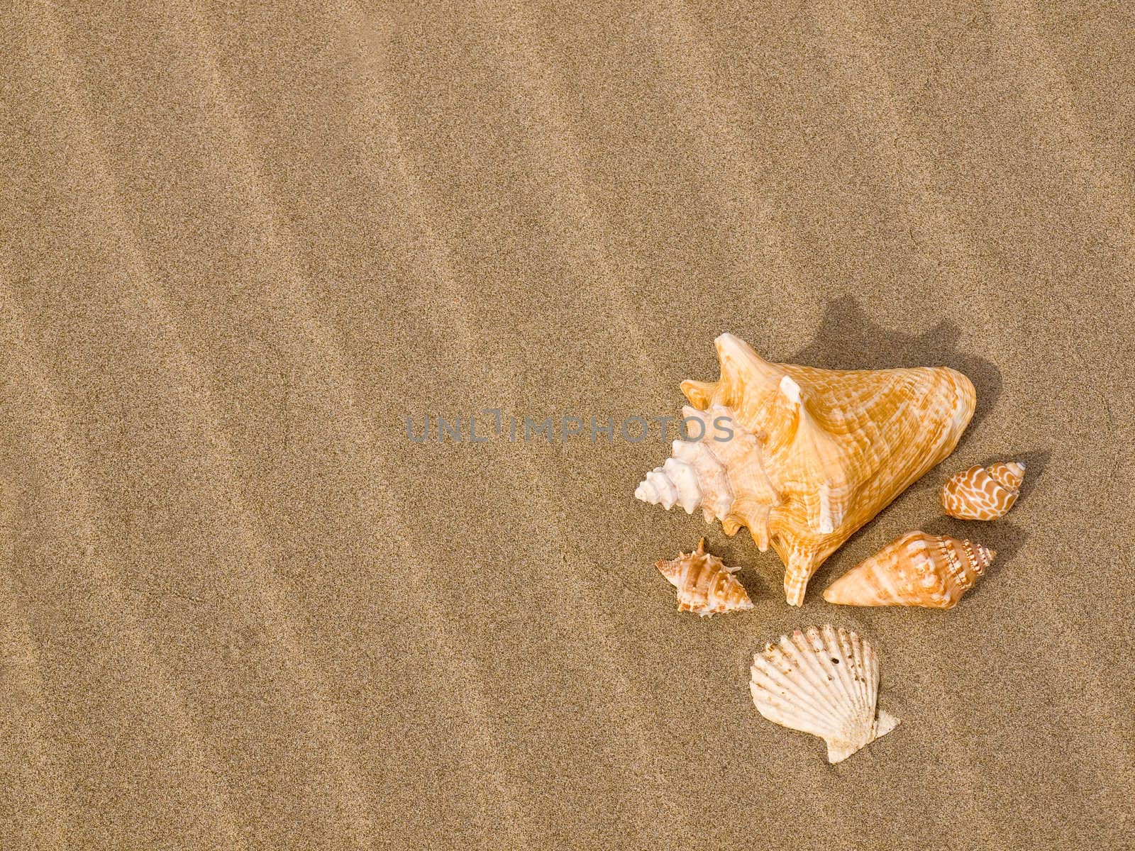 Scallop and Conch Shells on a Wind Swept Sandy Beach by Frankljunior