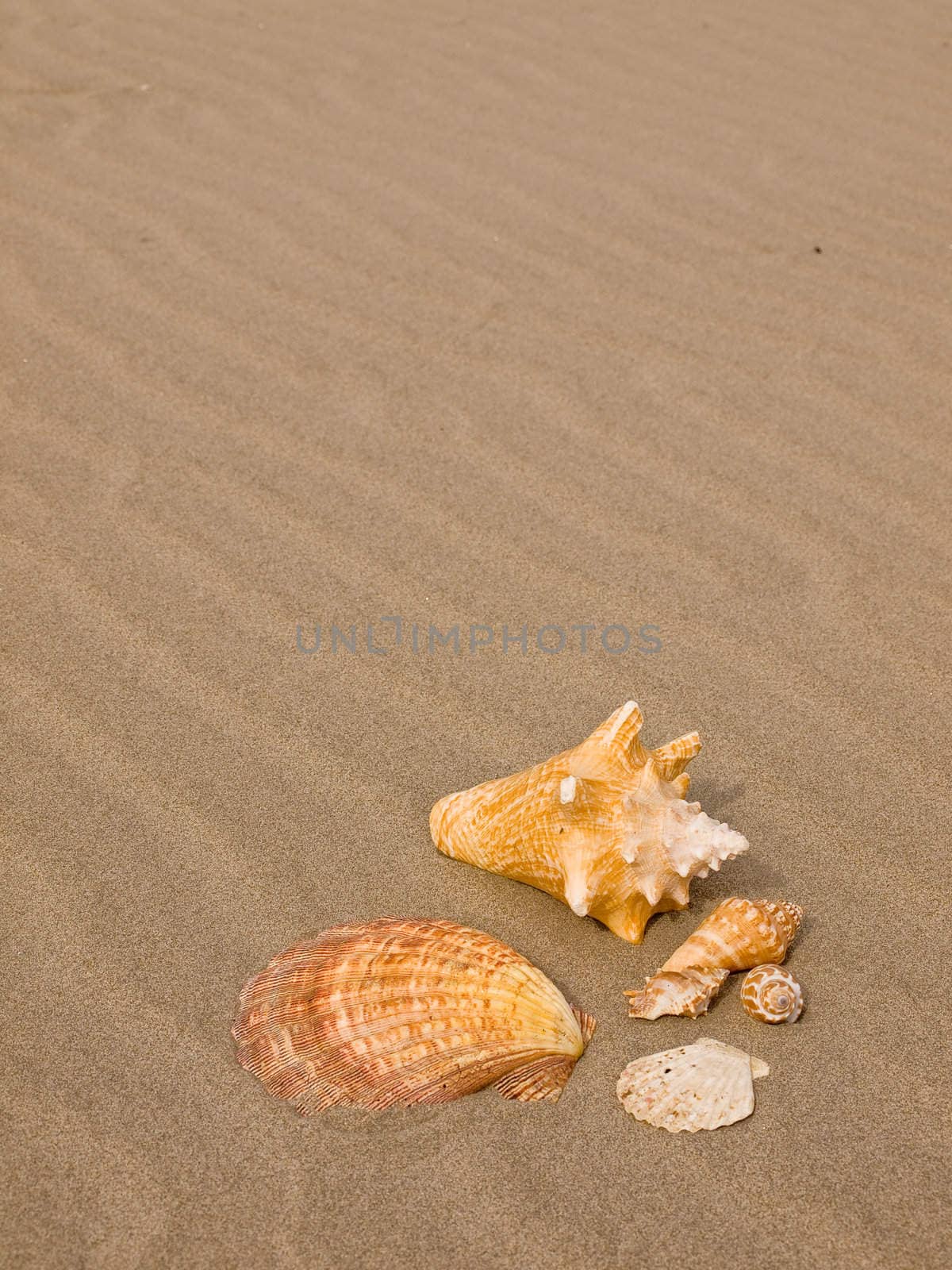 Scallop and Conch Shells on a Wind Swept Sandy Beach