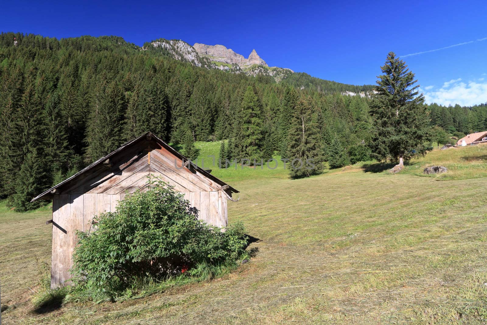 summer landscape in Fassa valley with a small barn, Italian Dolomites