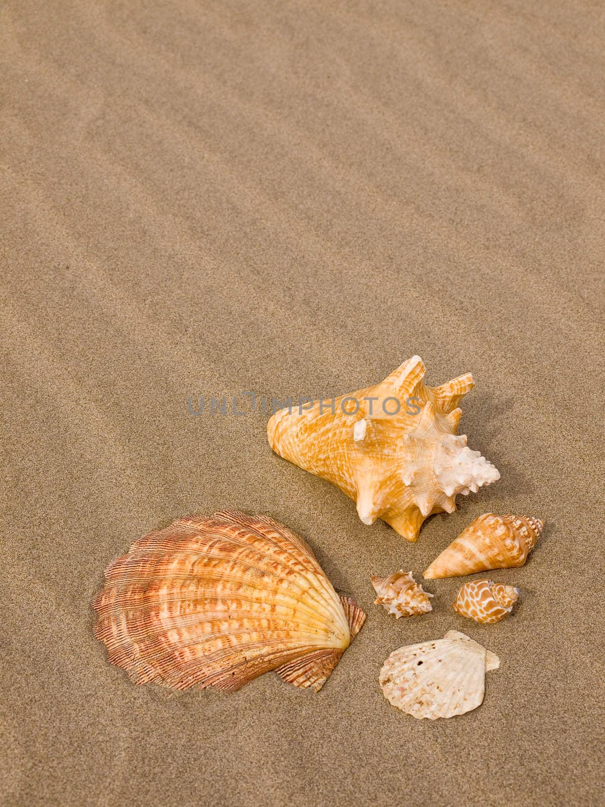 Scallop and Conch Shells on a Wind Swept Sandy Beach