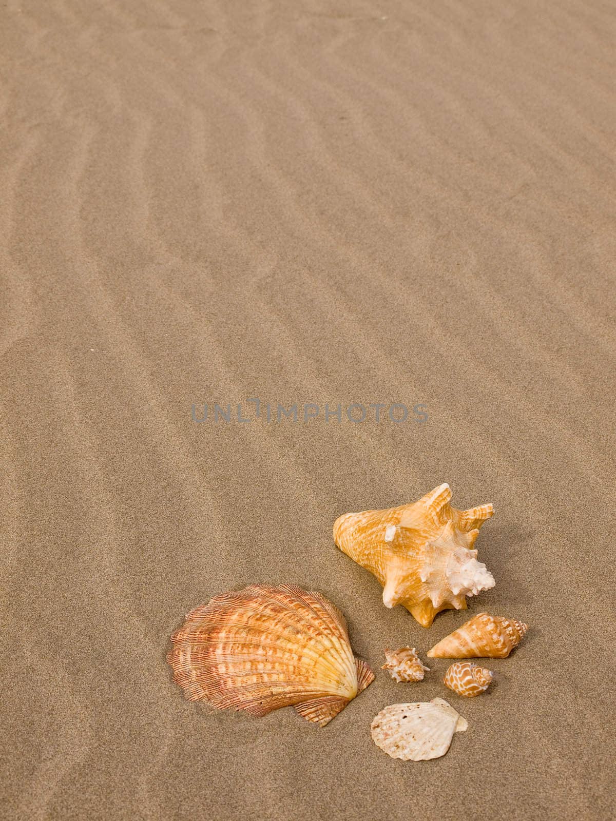 Scallop and Conch Shells on a Wind Swept Sandy Beach