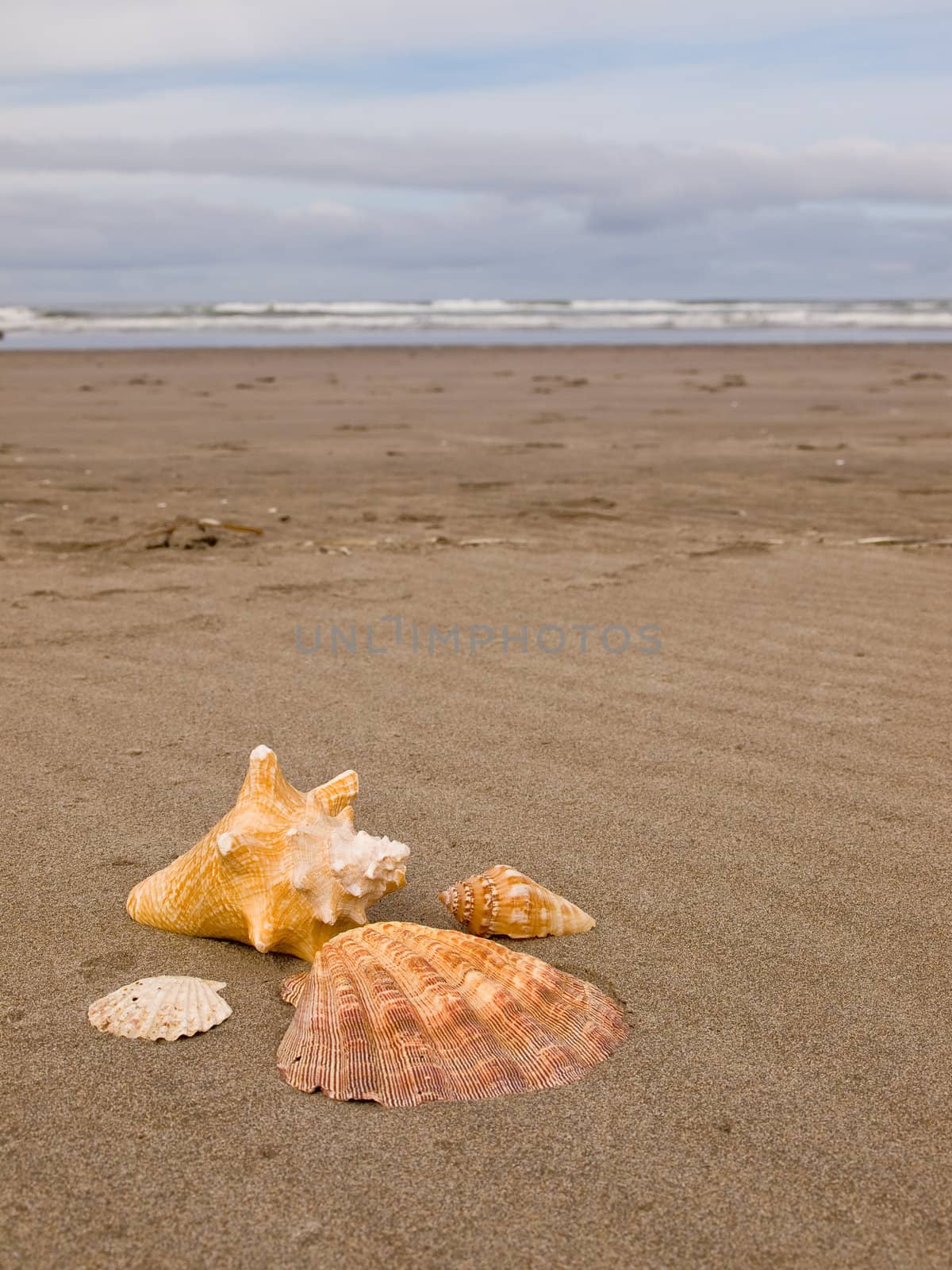 Scallop and Conch Shells on a Wind Swept Sandy Beach by Frankljunior