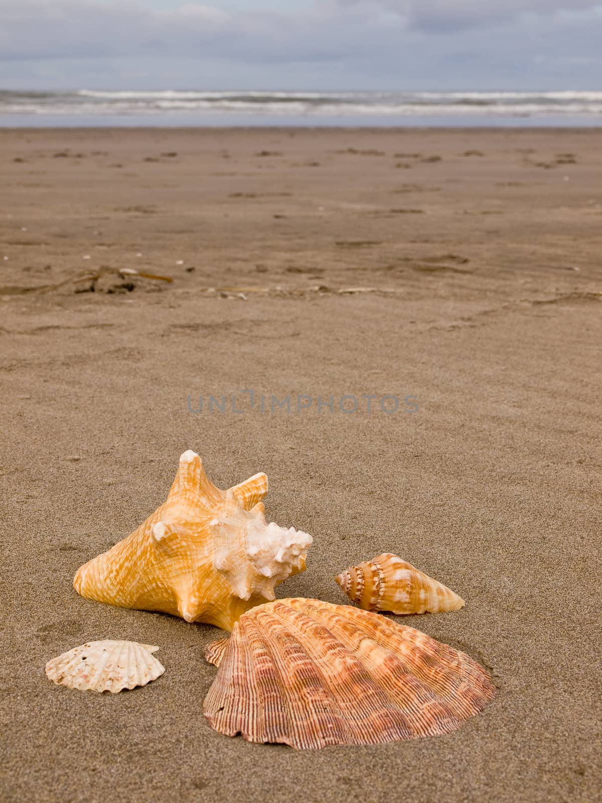 Scallop and Conch Shells on a Wind Swept Sandy Beach