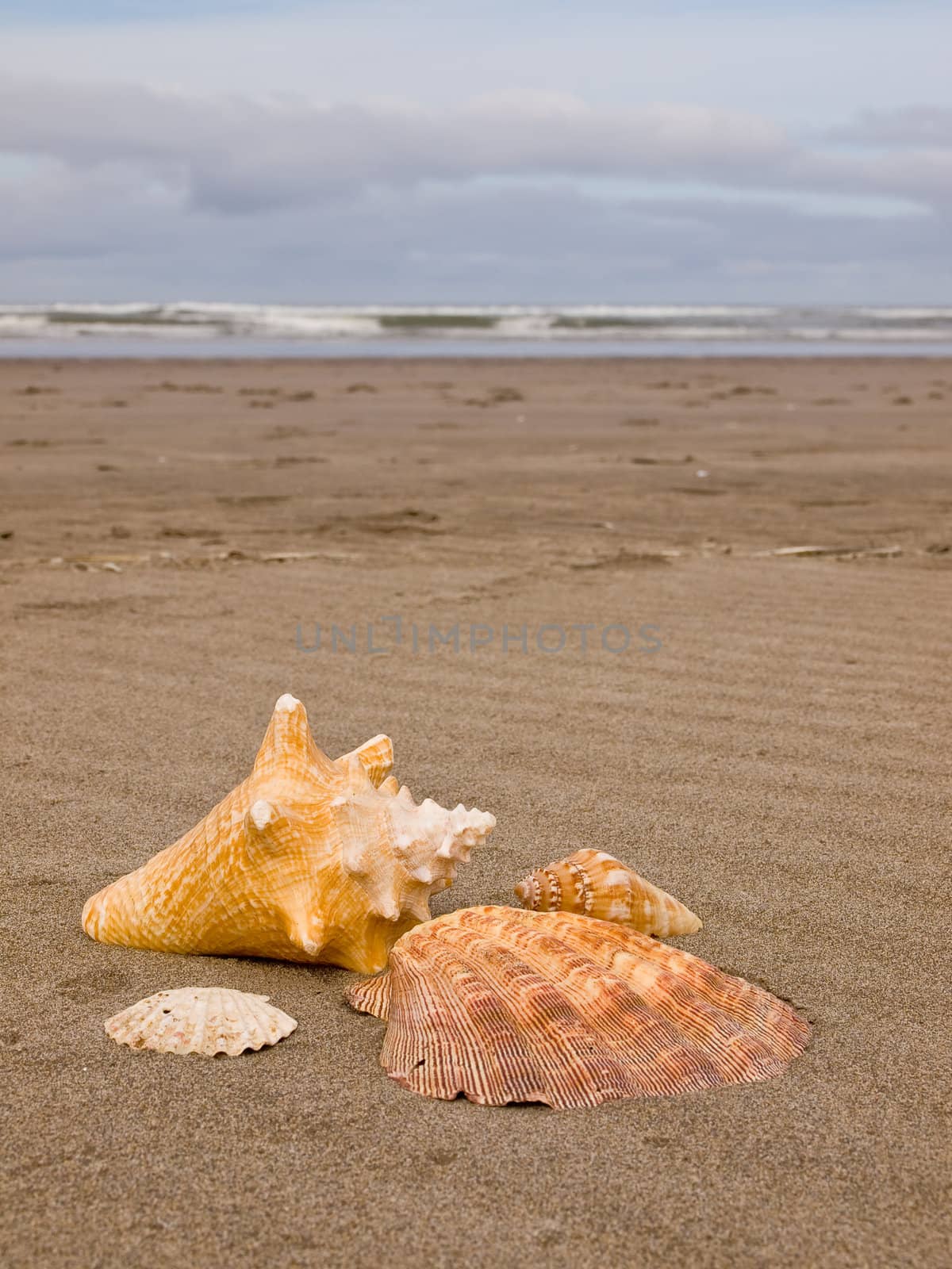 Scallop and Conch Shells on a Wind Swept Sandy Beach by Frankljunior