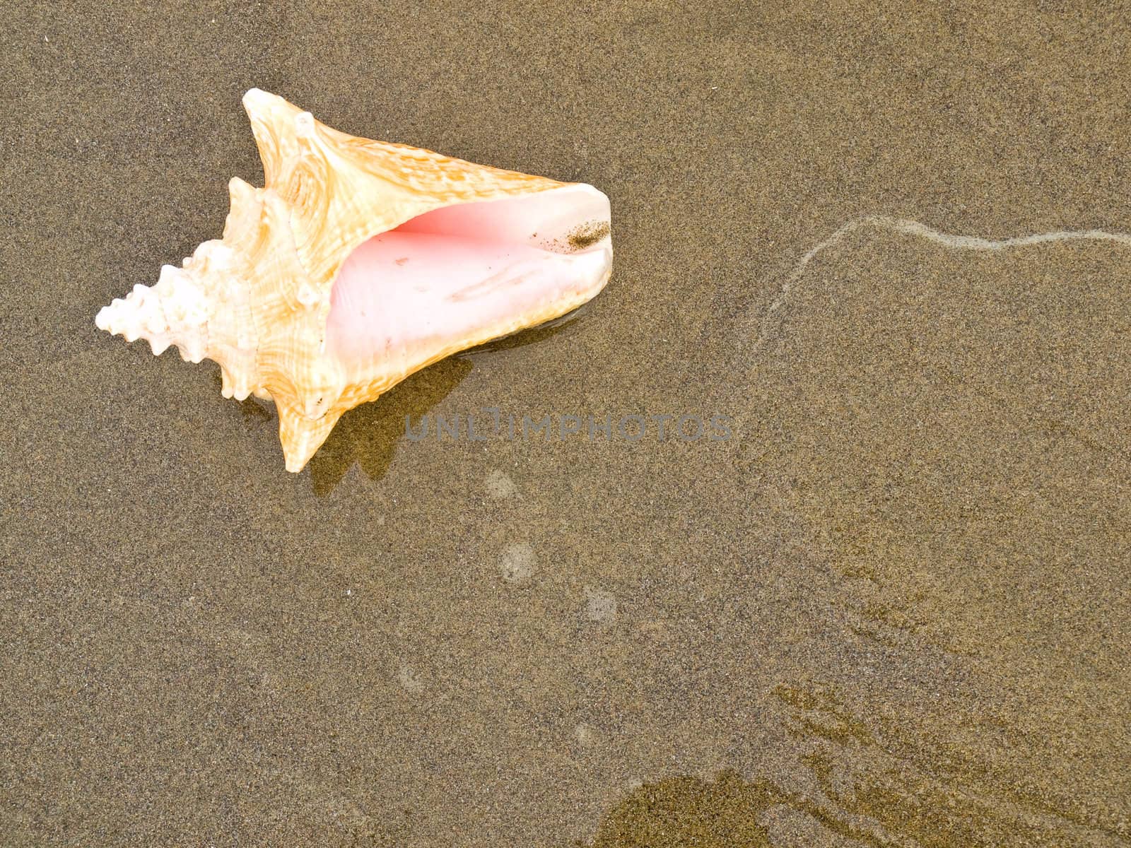 Conch Shell on a Wet Sandy Beach