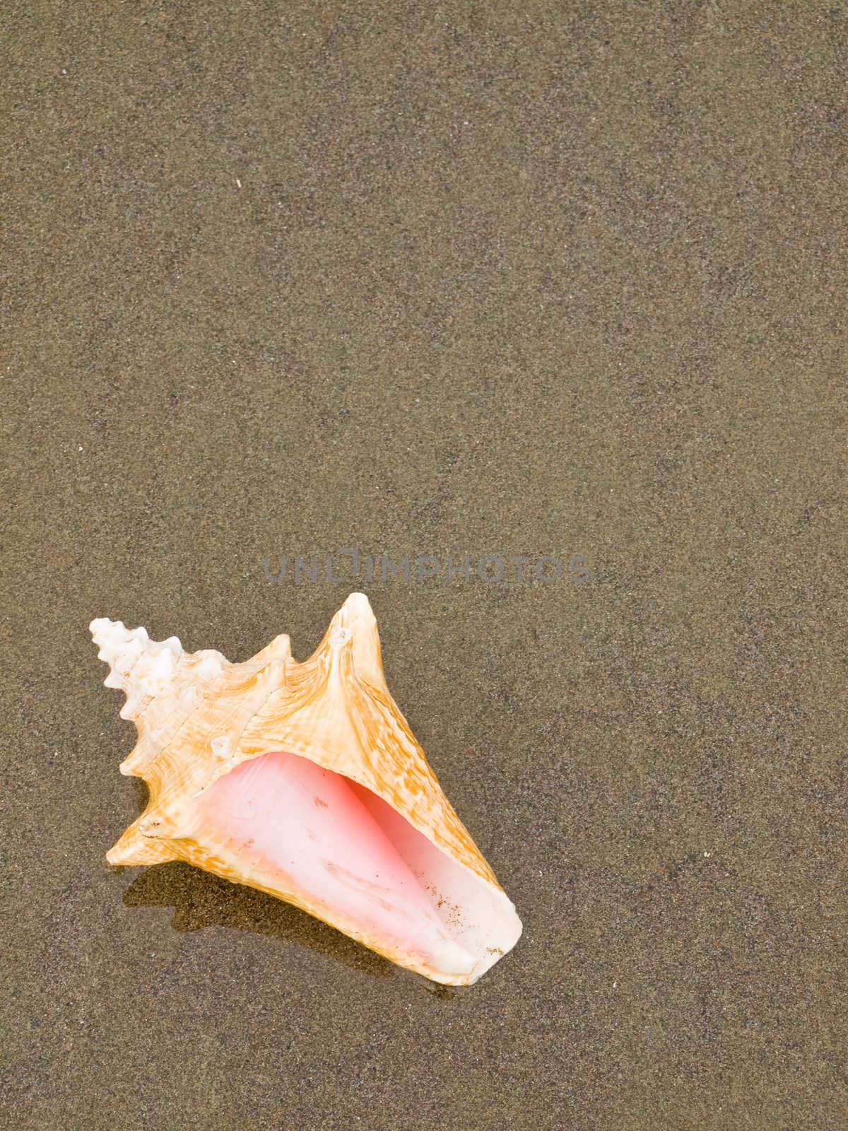 Conch Shell on a Wet Sandy Beach